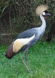 Vogelpark Avifauna