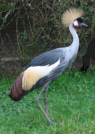 Vogelpark Avifauna