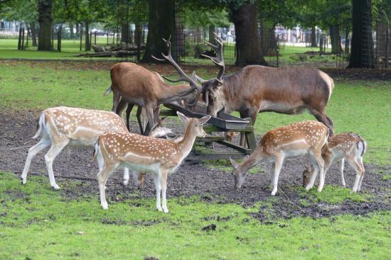 het Haagse Bos